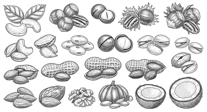 Detailed black and white engraving of various nuts and seeds like almonds, walnuts, peanuts, pistachios, and half a coconut.