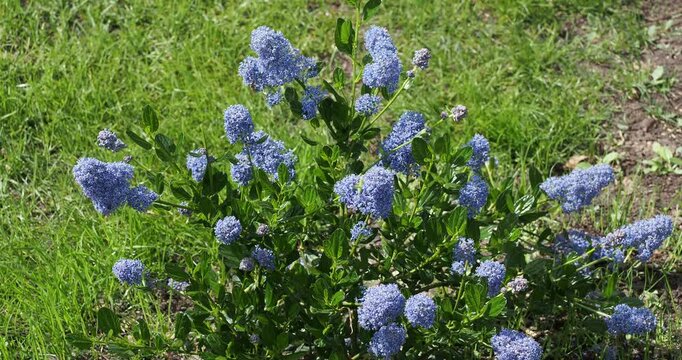 Arbuste Californian lilac or blue blossom (Ceanothus thyrsiflorus 'skylark') Small bushy shrub adorned with attractive clusters of deep blue flowers in upright panicles atop stems
