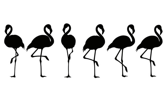 Silhouettes of Flamingos Standing on One Leg Against White Background