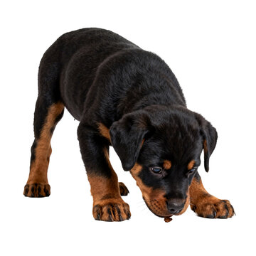 [Transparent Background PNG]Rottweiler puppy eating snack on white background