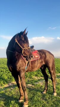 Horse with rein standing in green field, peaceful countryside farm scene