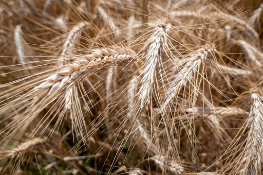 Texturas da natureza com a tradi&ccedil;&atilde;o e qualidade em foco. Ess&ecirc;ncia do campo com a pureza do gr&atilde;o em cada detalhe