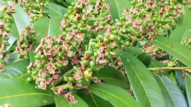 Cherry laurel, common laurel Prunus laurocerasus is an evergreen ornamental shrub at the time of berry ripening