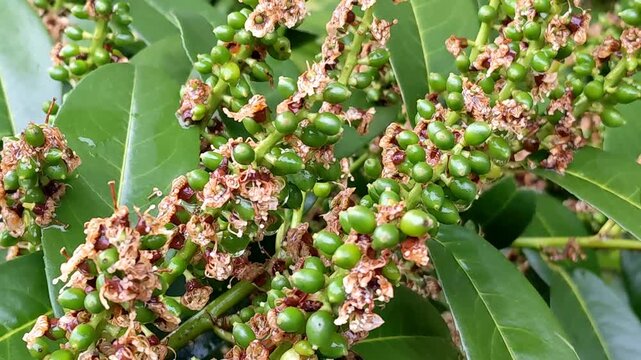Cherry laurel, common laurel Prunus laurocerasus is an evergreen ornamental shrub at the time of berry ripening