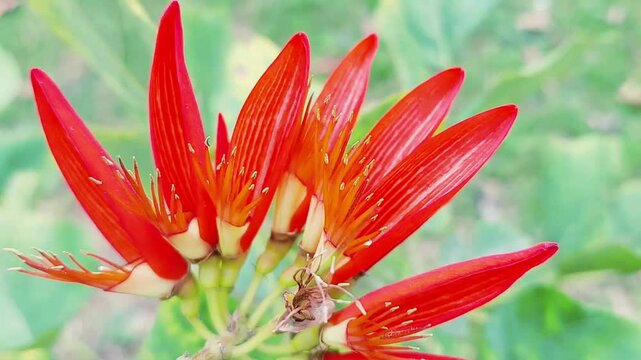 Vibrant Red Coral Tree Flowers Blooming In A Sunny Garden