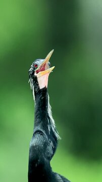 Anhinga Using Gular Flutter Fluttering Cooling Strategy 
