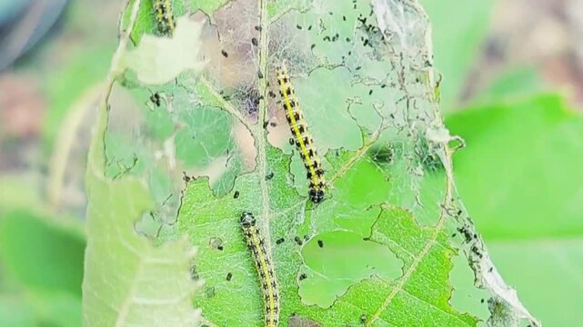 Yellow Speckled Caterpillars Feeding On Green Leaf With Black Ants Present