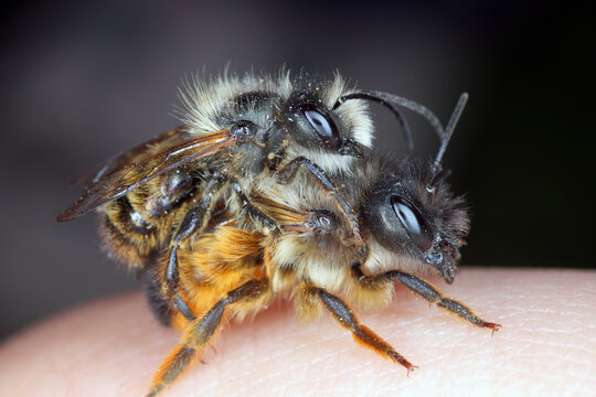Osmia bicornis (synonym Osmia rufa) is a species of mason bee, and is known as the red mason bee. Male on top and the female in my hand.