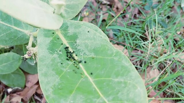 Small Black And Green Caterpillar Droppings On A Calotropis Leaf