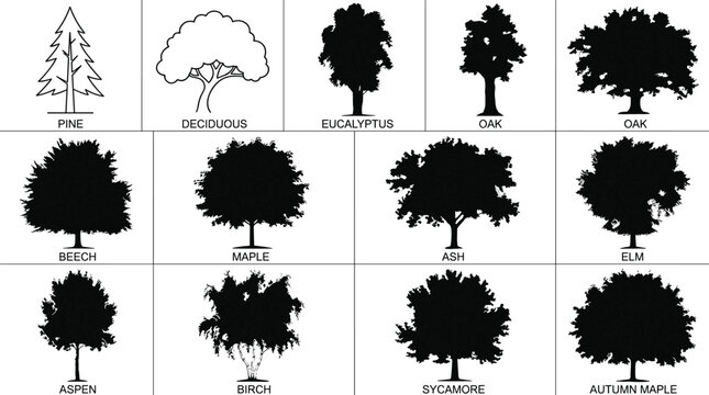 Set of professional tree silhouettes with identification labels including oak maple pine birch and sycamore for landscape design and botanical projects