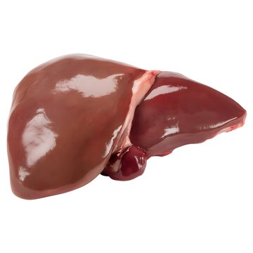 Fresh oxtail cuts with realistic bone de liver and kidney on table