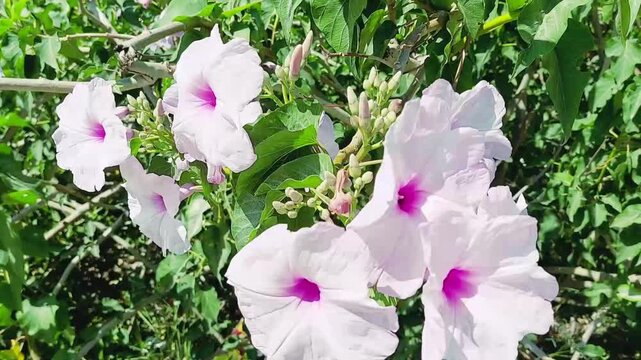 Beautiful Pink Ipomoea Carnea Flowers Blooming In Lush Green Garden