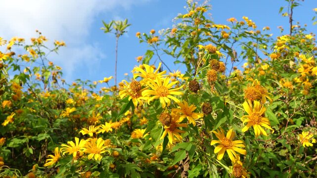 4k video soft focus golden flowers(Tithonia diversifolia )