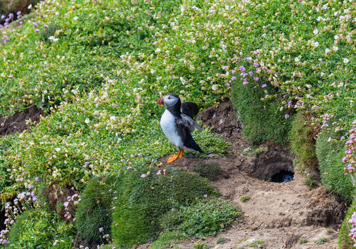 Puffin seabird stands outside its burrow with partner seabird hidden inside the underground nest site formed in cliff. Great Saltee Island, Ireland