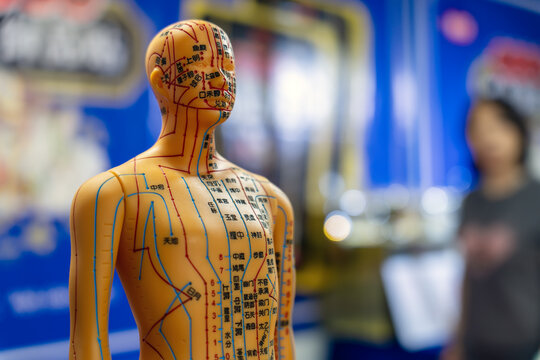 Traditional Chinese Medicine Acupuncture Meridian Model on Display