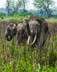 Fototapeta premium A herd of wild elephants grazes peacefully among dense bushes in the lush green landscape of Kaziranga National Park, surrounded by misty grasslands and vibrant wilderness.