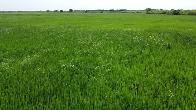 Close-Up Aerial View of Ripening Green Rice Crops