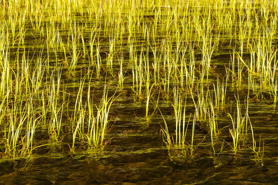 Canada, BC, Keremeos, Cathedral Provincial Park.  Green shoots rise above the surface of water Quiniscoe Lake.