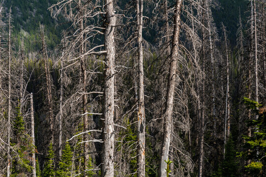 Canada, BC, Cathedral Provincial Park.  A tangle of fir tree branches in the sub-alpine.  Around 2000M, (6500ft) above sea level.