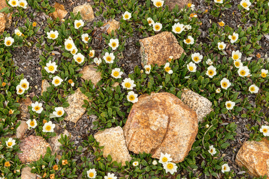 Canada, BC, Keremeos.  Wildflowers carpet the ground in Cathedral Provincial Park, amidst the rocks beside the Diamond hiking trail.  "Hooker's mountain-avens"
(dryas octopetala)