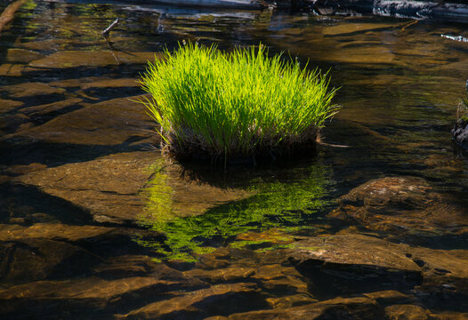 Canada, BC, Keremeos.  Cathedral Lakes Provincial Park.  Tufts of grass on the margins of Quiniscoe Lake