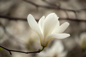 Magnolia white flower blooming in spring garden on mysterious floral background, beautiful botanical nature landscape, toned image. © julia_arda