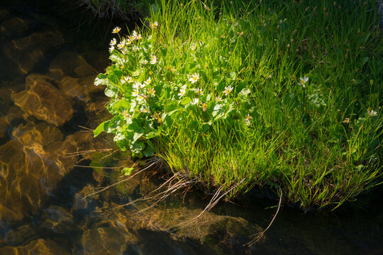Canada, BC, Keremeos.  Cathedral Lakes Provincial Park, Quiniscoe Lake.  Marsh marigold (caltha leptosepala) on the lake shore.