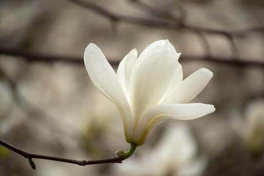 Magnolia white flower blooming in spring garden on mysterious floral background, beautiful botanical nature landscape, toned image.