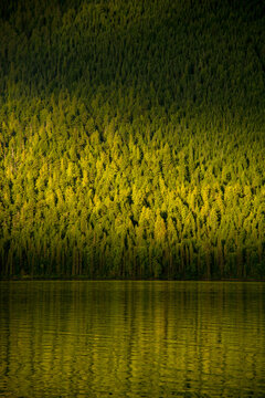 Canada, BC, Bowron Lake Provincial Park.  Afternoon light catches the trees on the side of Isaac Lake.  Bowron Lakes, on the western slopes of the Cariboo Mountains is a popular canoe circuit.