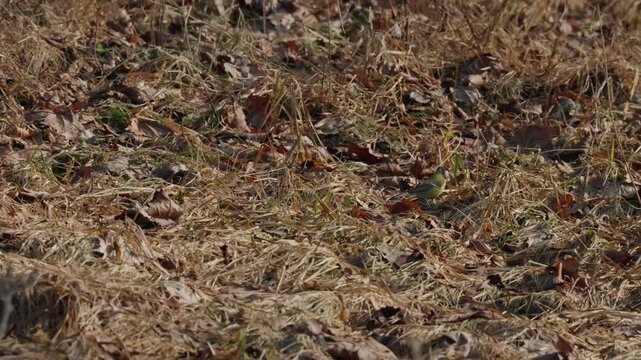 In spring, tits hop along the ground searching for food among dry leaves and grass. A natural wildlife scene, medium shot.
