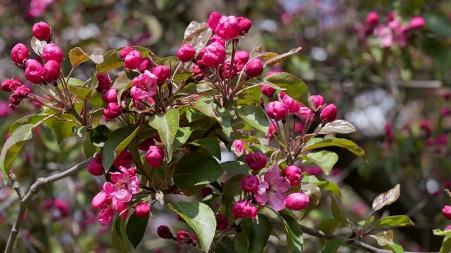 Untitled ProjectBranch of blooming pink apple tree with buds and flowers in spring orchard.