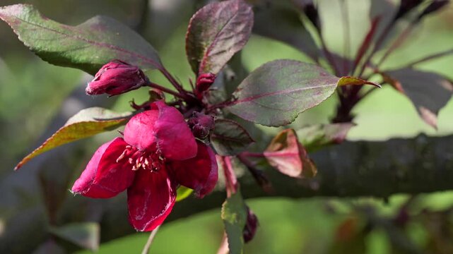 Untitled ProjectBranch of blooming pink apple tree with buds and flowers in spring orchard.