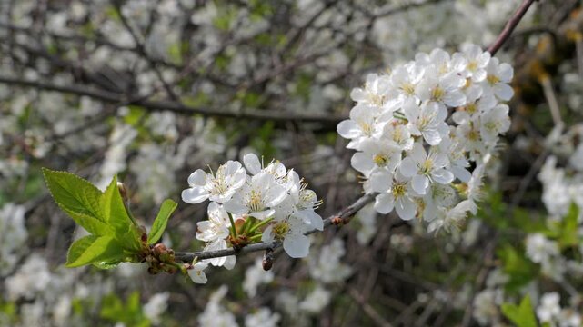 Cherry trees blossoming in a spring garden. Branch with white cherry flowers.