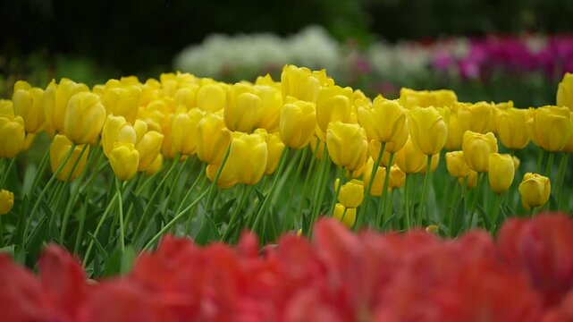 Yellow tulip flower garden spring bloom fresh green leaf colorful field with soft background and blurred red bloom for SEO nature
