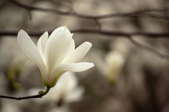 White Magnolia single flower blooming in spring garden on mysterious floral background, beautiful botanical nature landscape, toned photo.