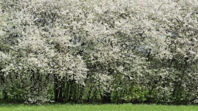 Cherry trees blossoming in a spring garden. Branch with white cherry flowers.