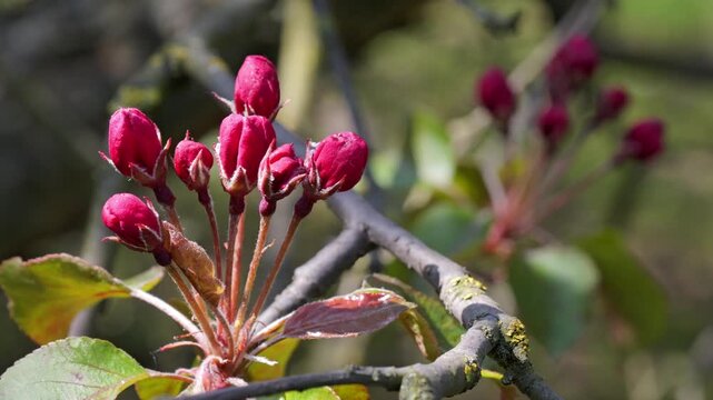 Untitled ProjectBranch of blooming pink apple tree with buds and flowers in spring orchard.