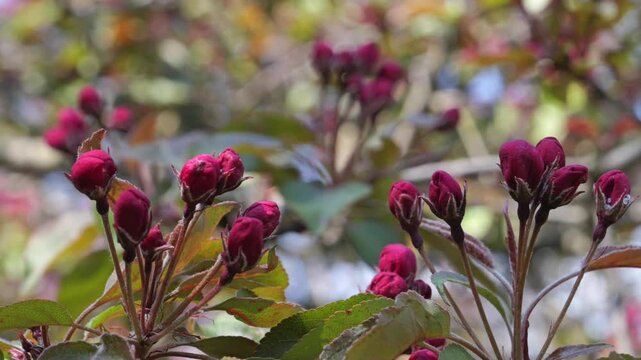 Untitled ProjectBranch of blooming pink apple tree with buds and flowers in spring orchard.