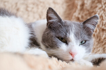a gray-white cat lies on a blanket © Denis Kadatsky