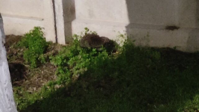 Hedgehog in grass with old film effect and dust particles, zoom in