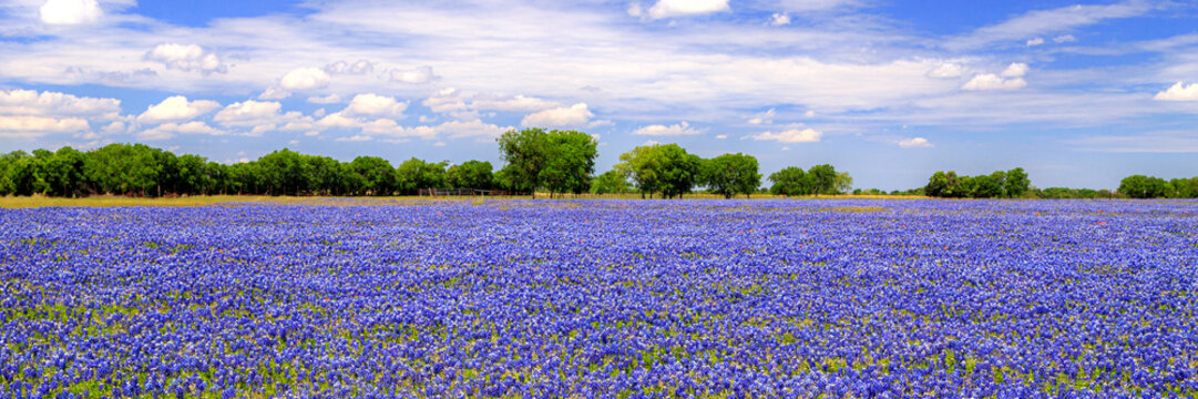 Bluebonnets Galore Panorama with purple wildflowers and beautiful blue sky and white fluffy clouds