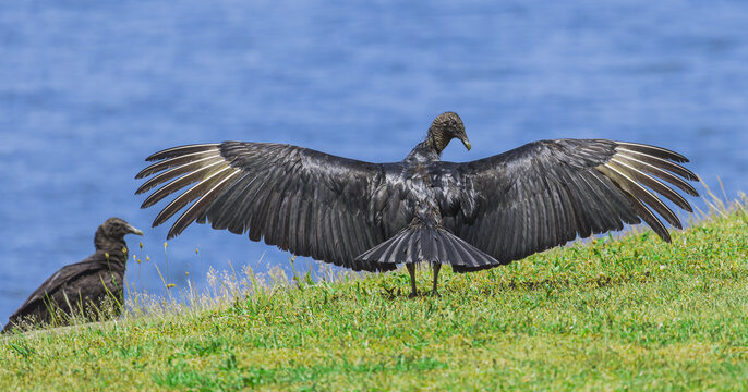 Balck Vulture wingspan at West Point Dam in Alabama cooling off.