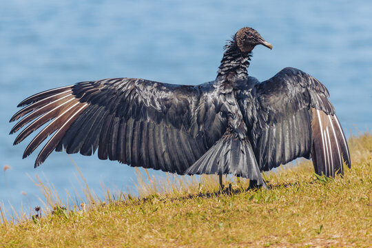 Balck Vulture wingspan at West Point Dam in Alabama cooling off.