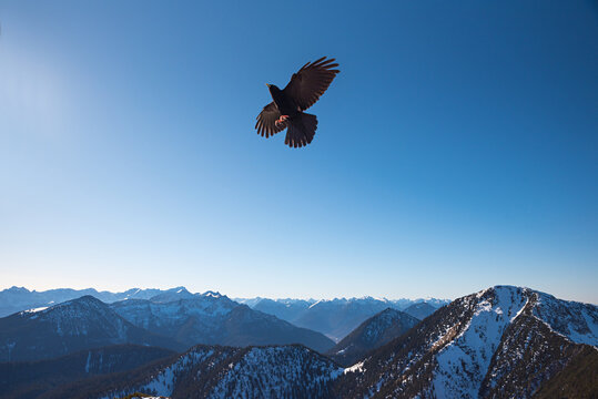 Alpine Chough in flight over the wintry Bavarian Alps