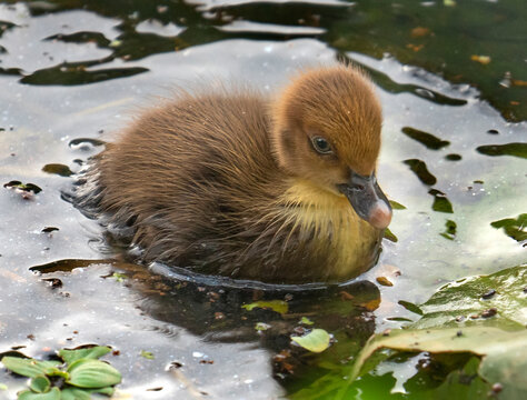 Muscovy duckling up close