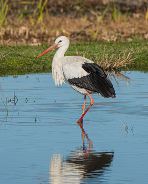 White stork (Ciconia ciconia) wading in shallow water with reflection