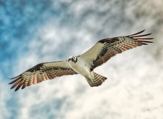 Fototapeta premium osprey in flight with a cloudy sky background