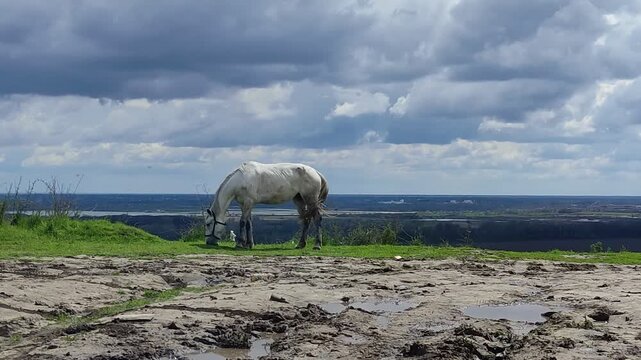 White horse standing on hill grazing on grass under cloudy sky, flies and insects around