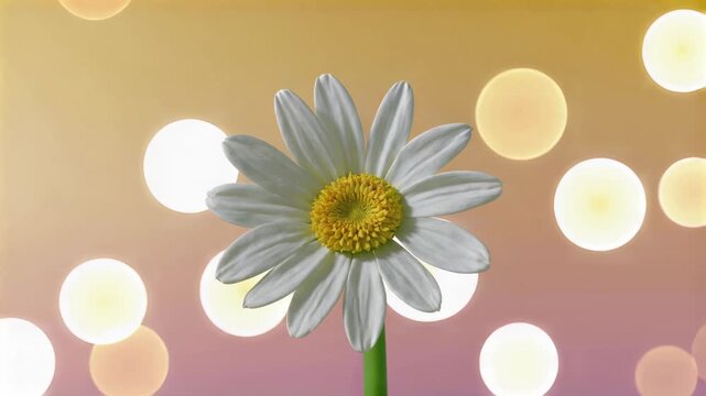 Daisy on yellow pink spring background with bokeh lights
