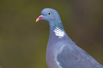 Grzywacz (Columba palumbus) © Grzegorz
